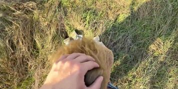 Miniatura de Blonde woman performs oral in forest setting