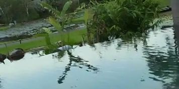 Miniatura de Isabelle Eleanore Gets Pounded Poolside In POV (angel summers, gianna spade, kat kiss, kiley lynn, miu shiromine)