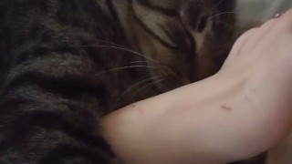 Miniatura de Cute Kitten Cuddling With Pretty Feet